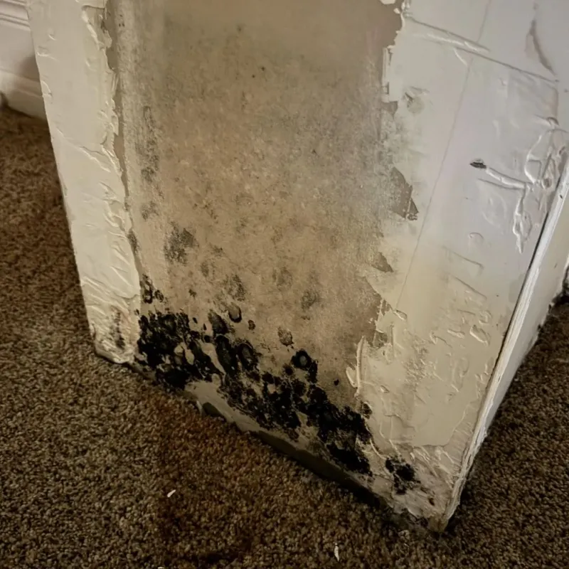 Professional Mold Removal in Hackleburg, AL